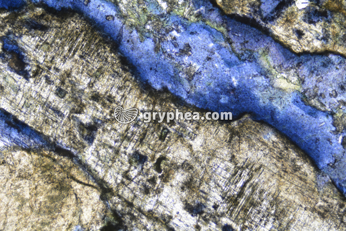 Glaucophane LPNA x25 - gryphea.com